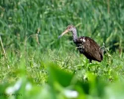 Aramus guarauna
