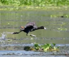 Fulica americana