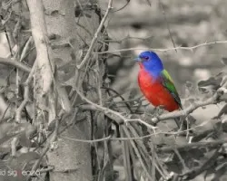 Passerina ciris