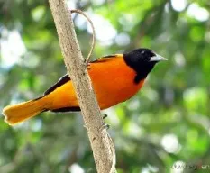 Icterus galbula