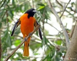 Icterus galbula