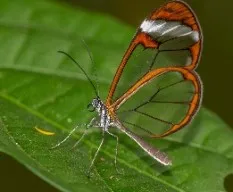 Greta oto