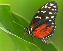 Heliconius hecale zuleika