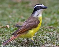 Pitangus sulphuratus