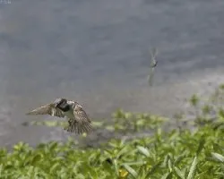 Passer domesticus