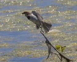 Passer domesticus