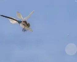 Anax parthenope