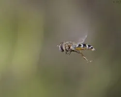 Syritta cf pipiens