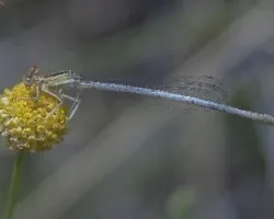 Platycnemis latipes