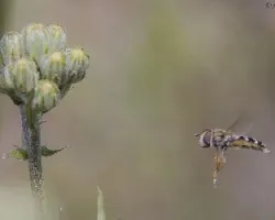 Syritta cf pipiens