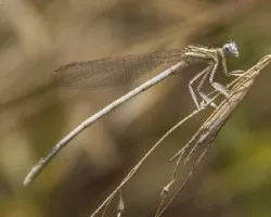 Platycnemis latipes