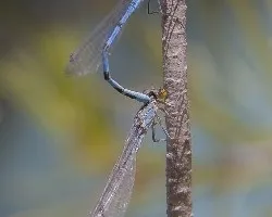 Enallagma cyathigerum