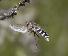 Syritta cf pipiens
