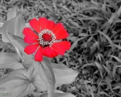 Flor