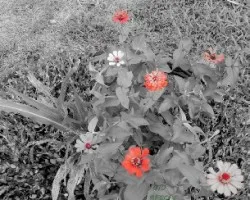 Flor