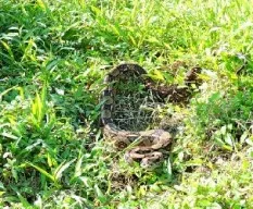 Boa constrictor
