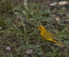 Sicalis flaveola