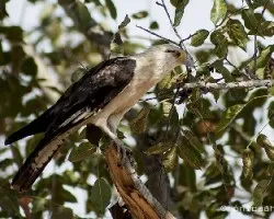 Milvago chimachima