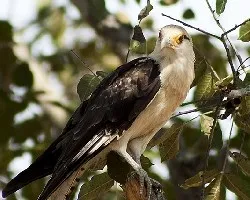 Milvago chimachima