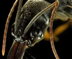 Odontomachus bauri
