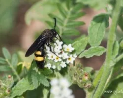 Scolia flavifrons