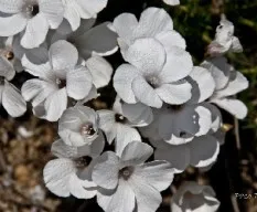Linum suffruticosum