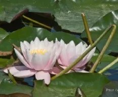 Nenúfar