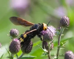 Scolia flavifrons