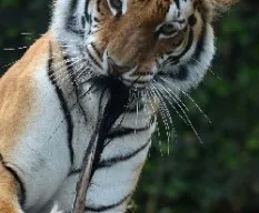 Panthera tigris