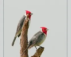 Paroaria coronata