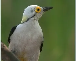 Melanerpes candidus