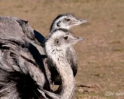 Rhea americana