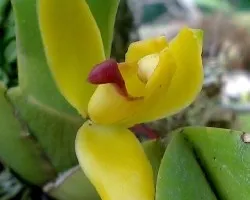 Orquidea
