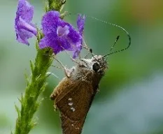 Id?