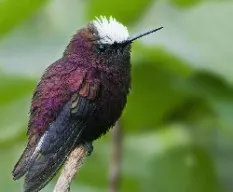 Microchera albocoronata