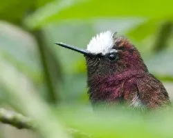 Microchera albocoronata