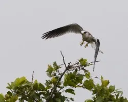 Elanus leucurus