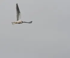 Elanus leucurus