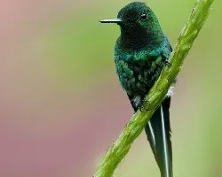 Discosura conversii
