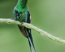 Discosura conversii