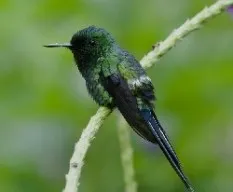 Discosura conversii