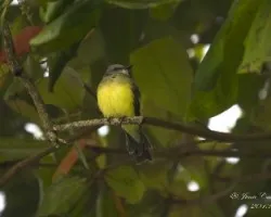 Tyrannus melancholicus