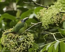 Aulacorhynchus prasinus