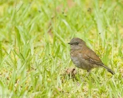 Catharus gracilirostris