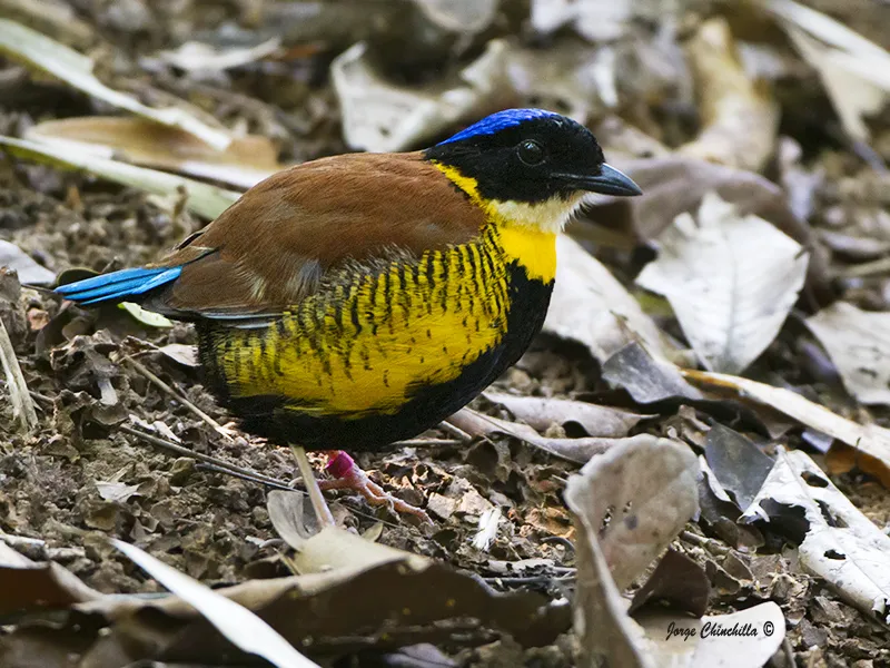 Khao Nor Chu Chi, Krabi