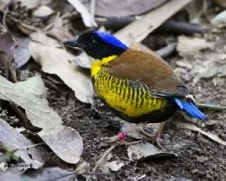 Pitta gurneyi