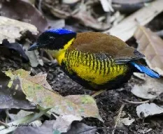 Pitta gurneyi