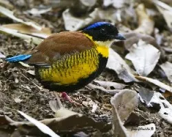 Pitta gurneyi