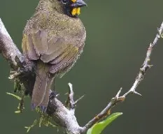 Tiaris olivaceus