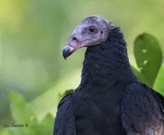 Cathartes aura